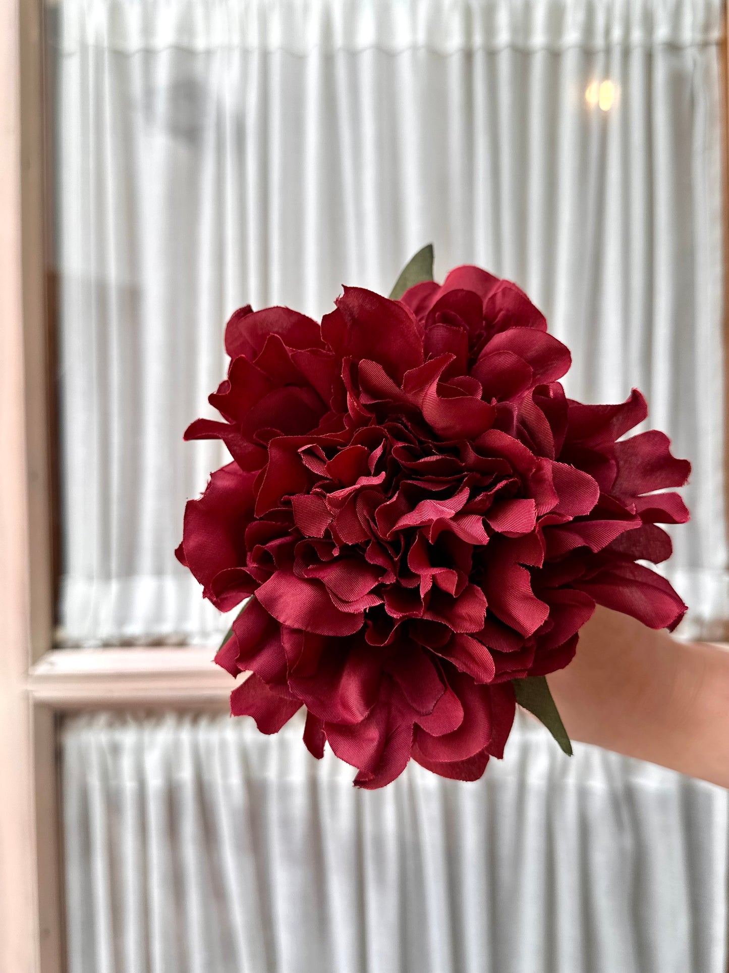 Peonia mediana burdeos