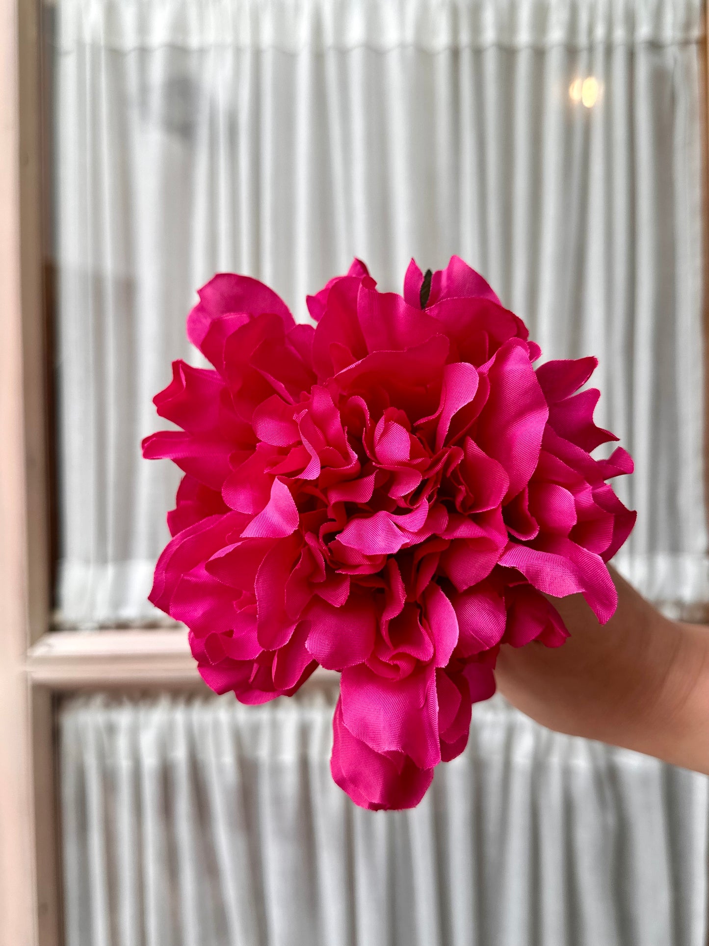 Peonia mediana fucsia