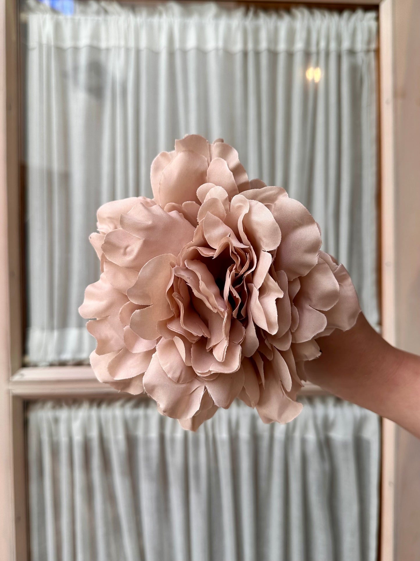 Peonia mediana beige