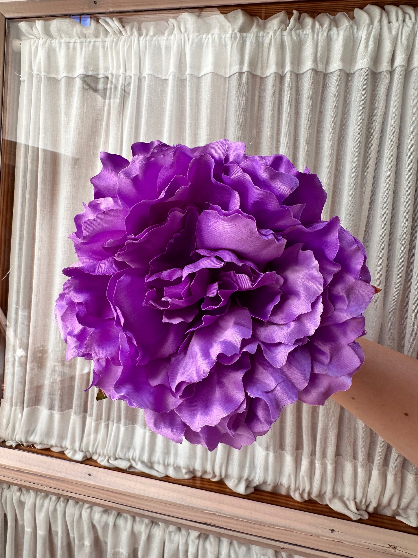 Peonia grande lila