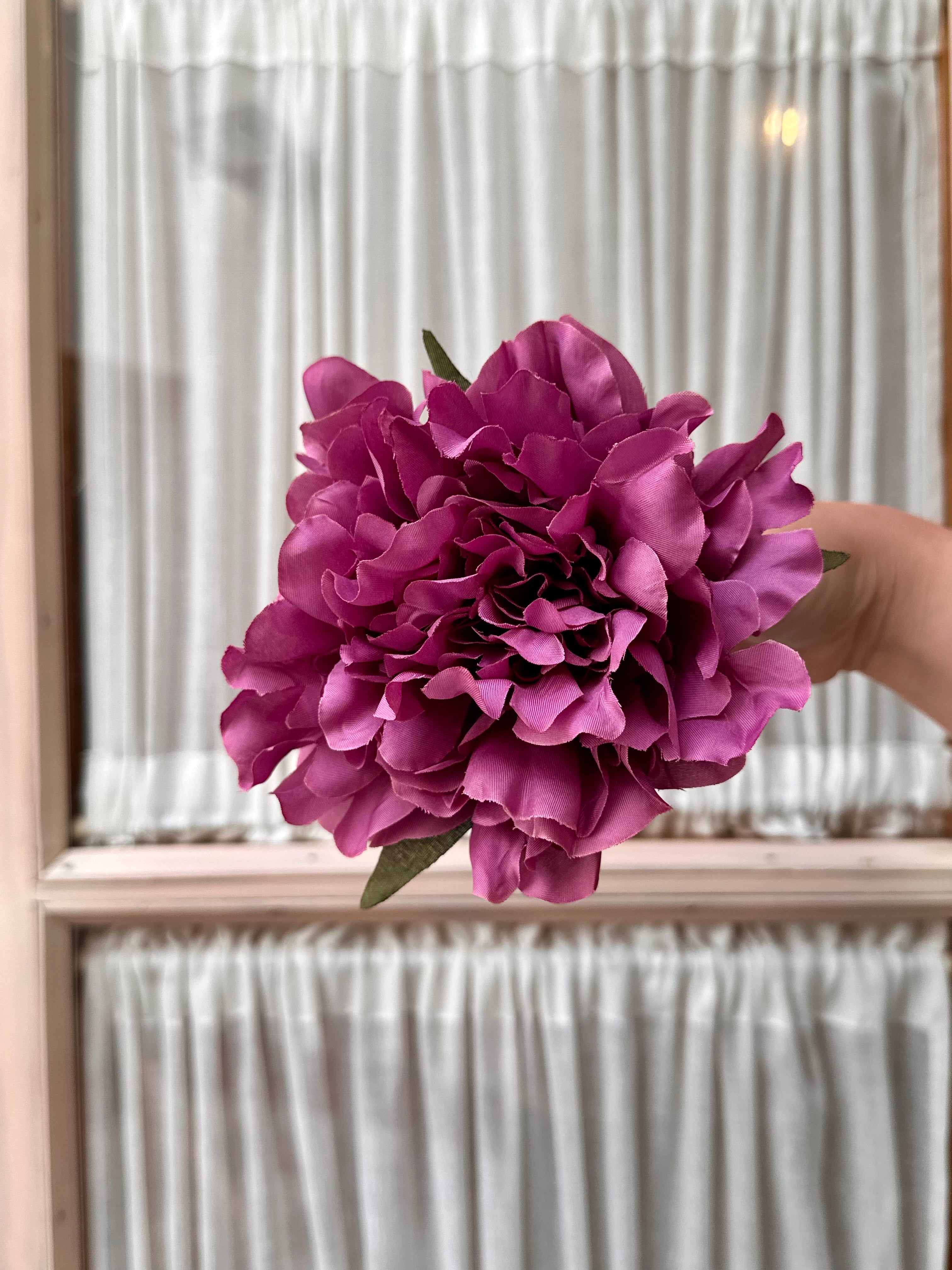 Peonia mediana malva