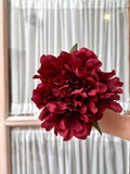 Peonia mediana burdeos