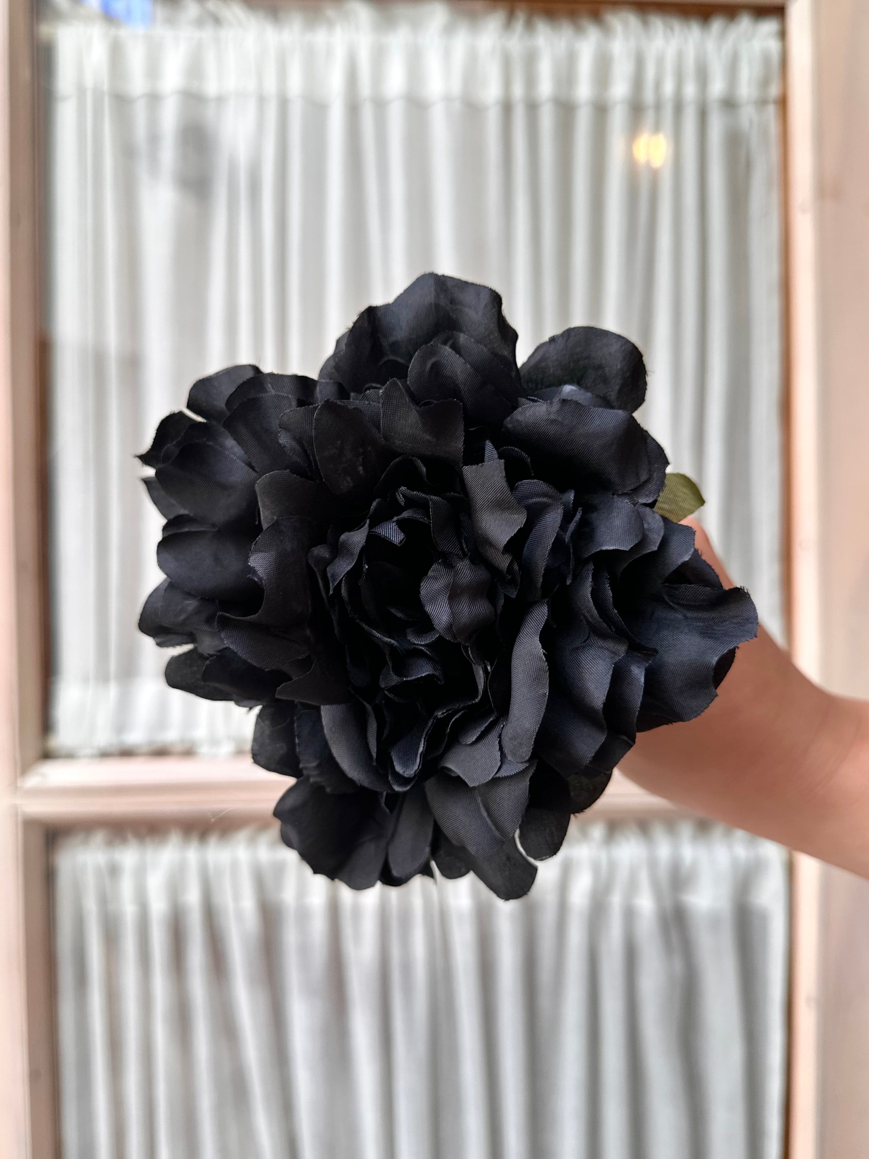 Peonia mediana negra