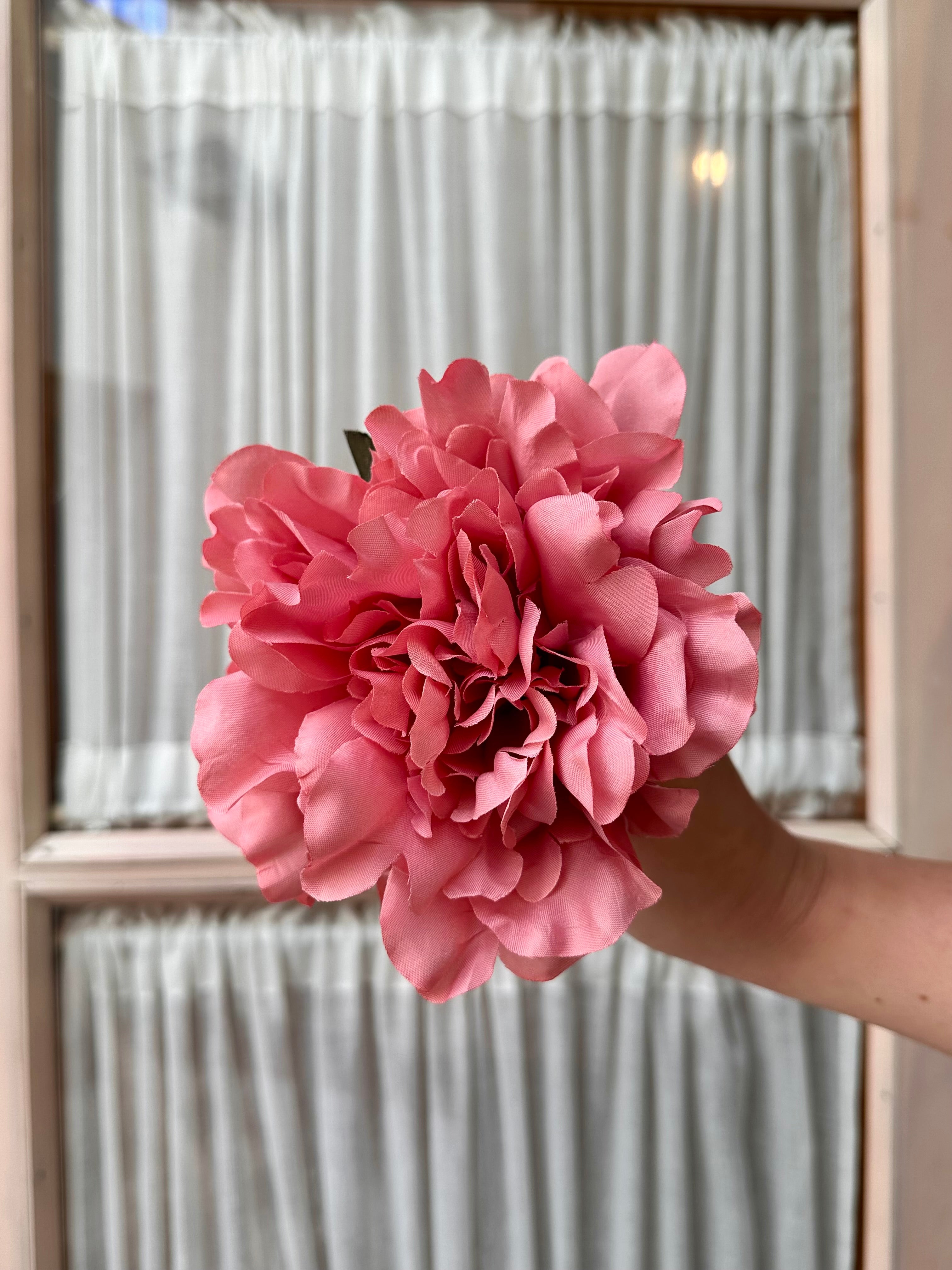 Peonia mediana rosa empolvado