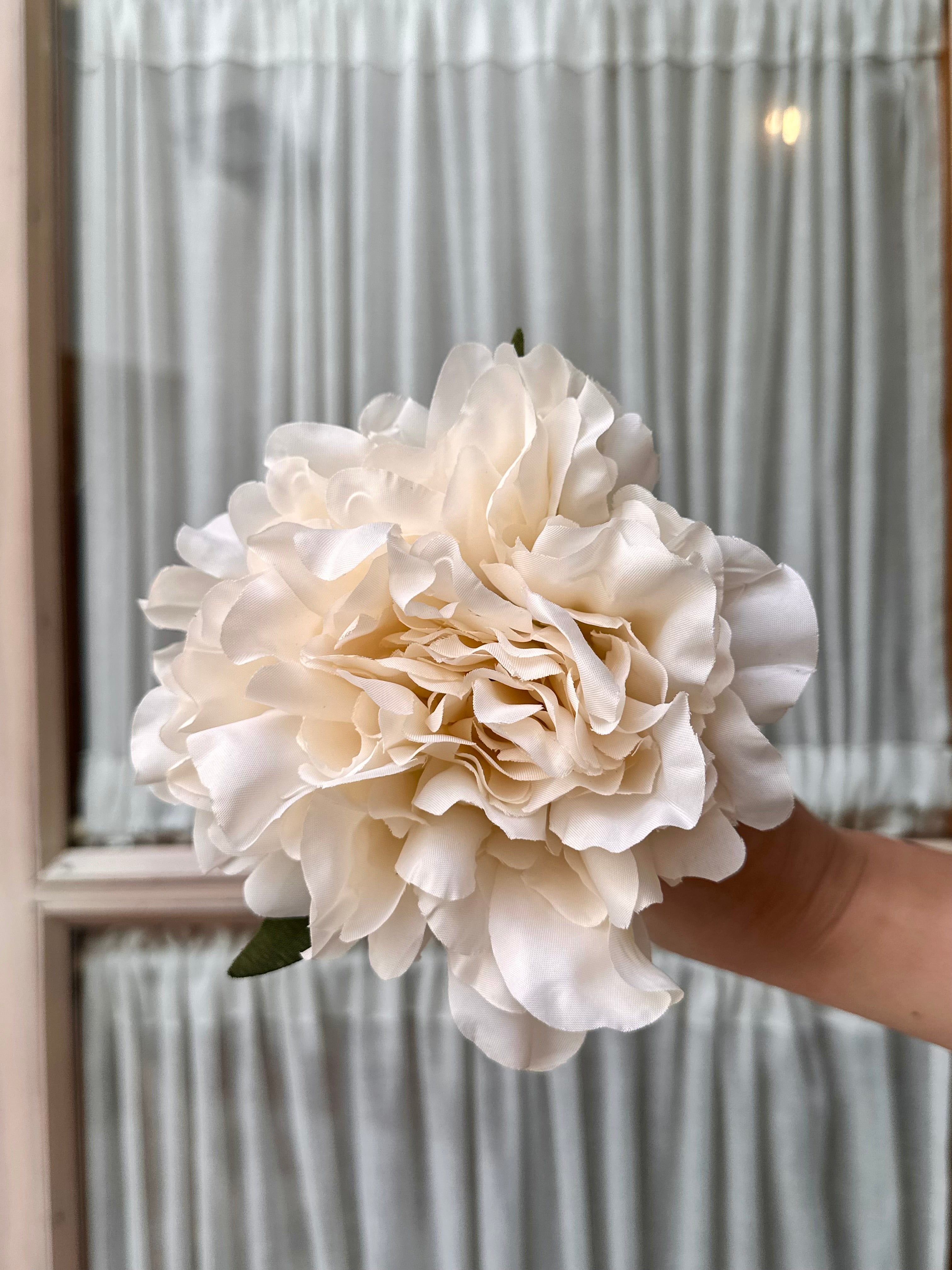 Peonia mediana blanco roto