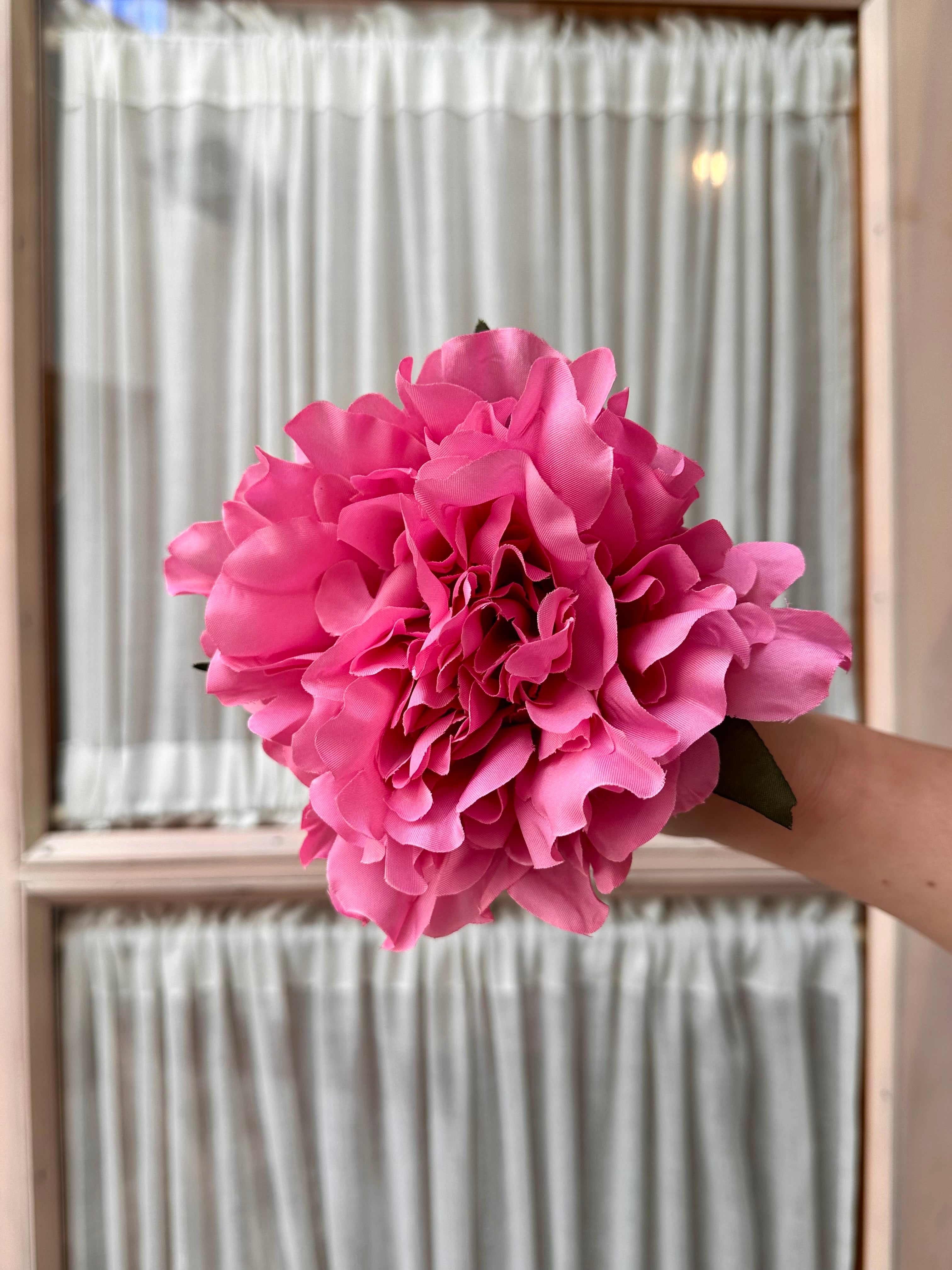 Peonia mediana rosa chicle