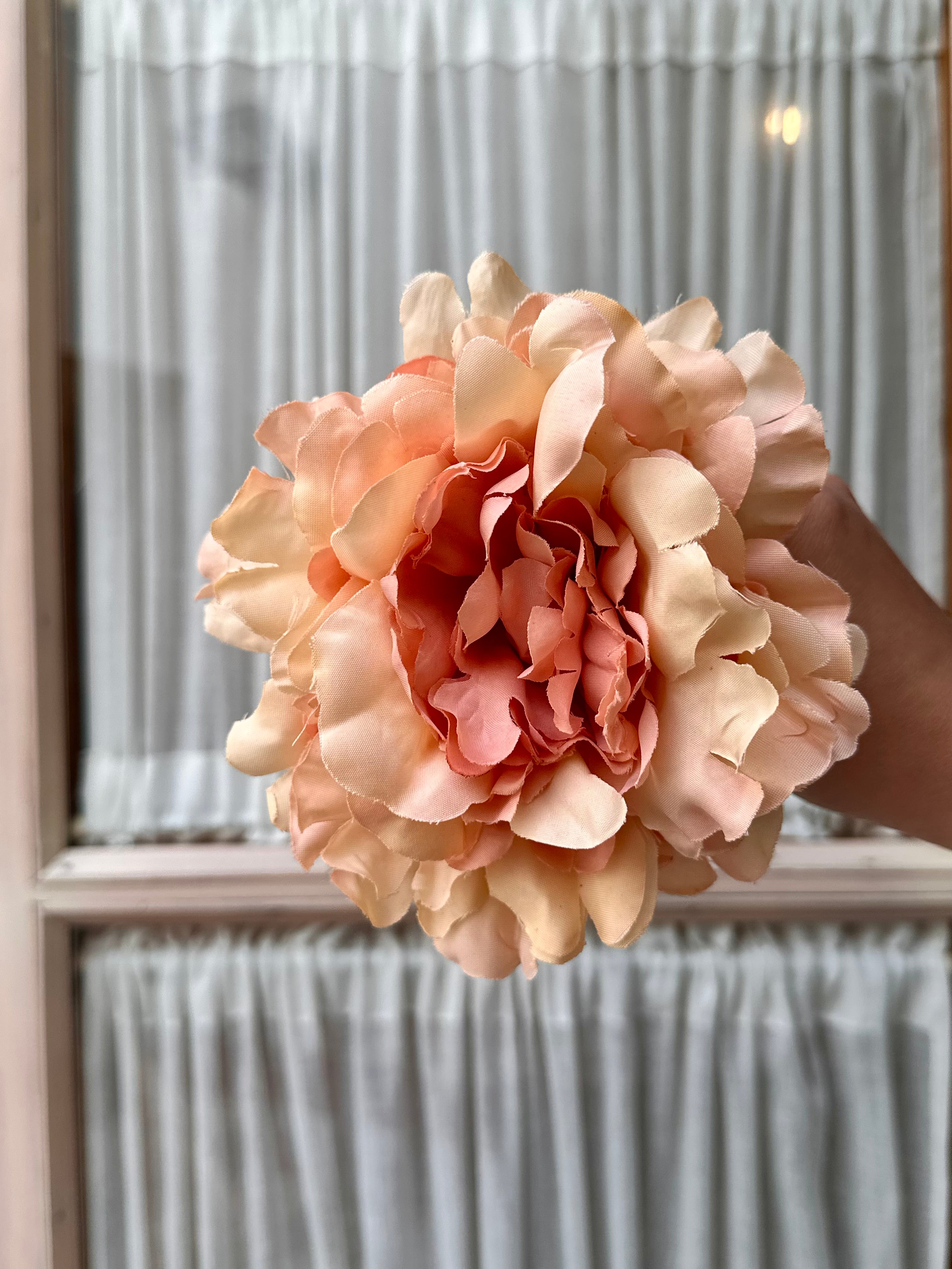 Peonia mediana tonos salmon