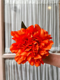 Peonia mediana naranja