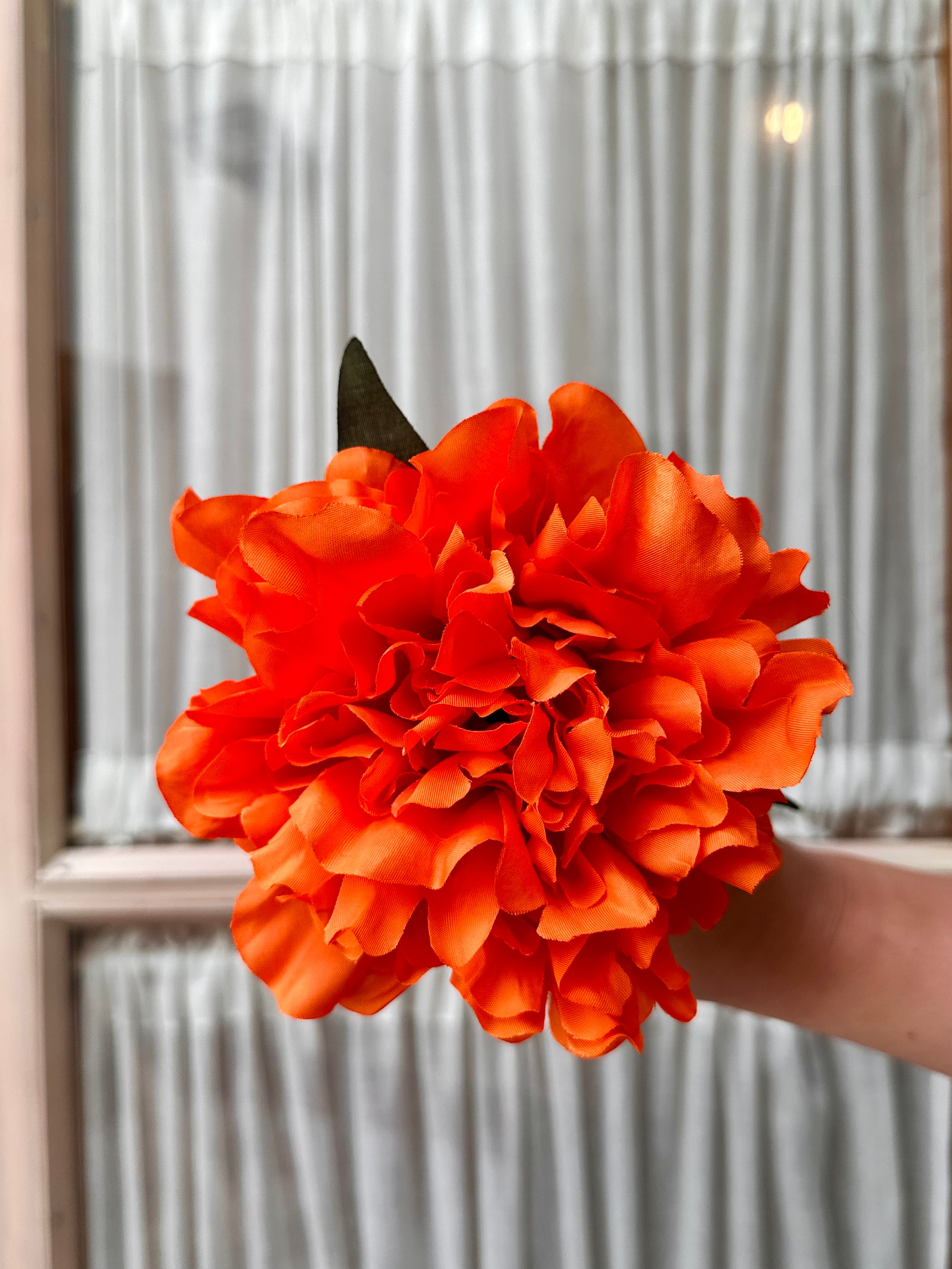 Peonia mediana naranja