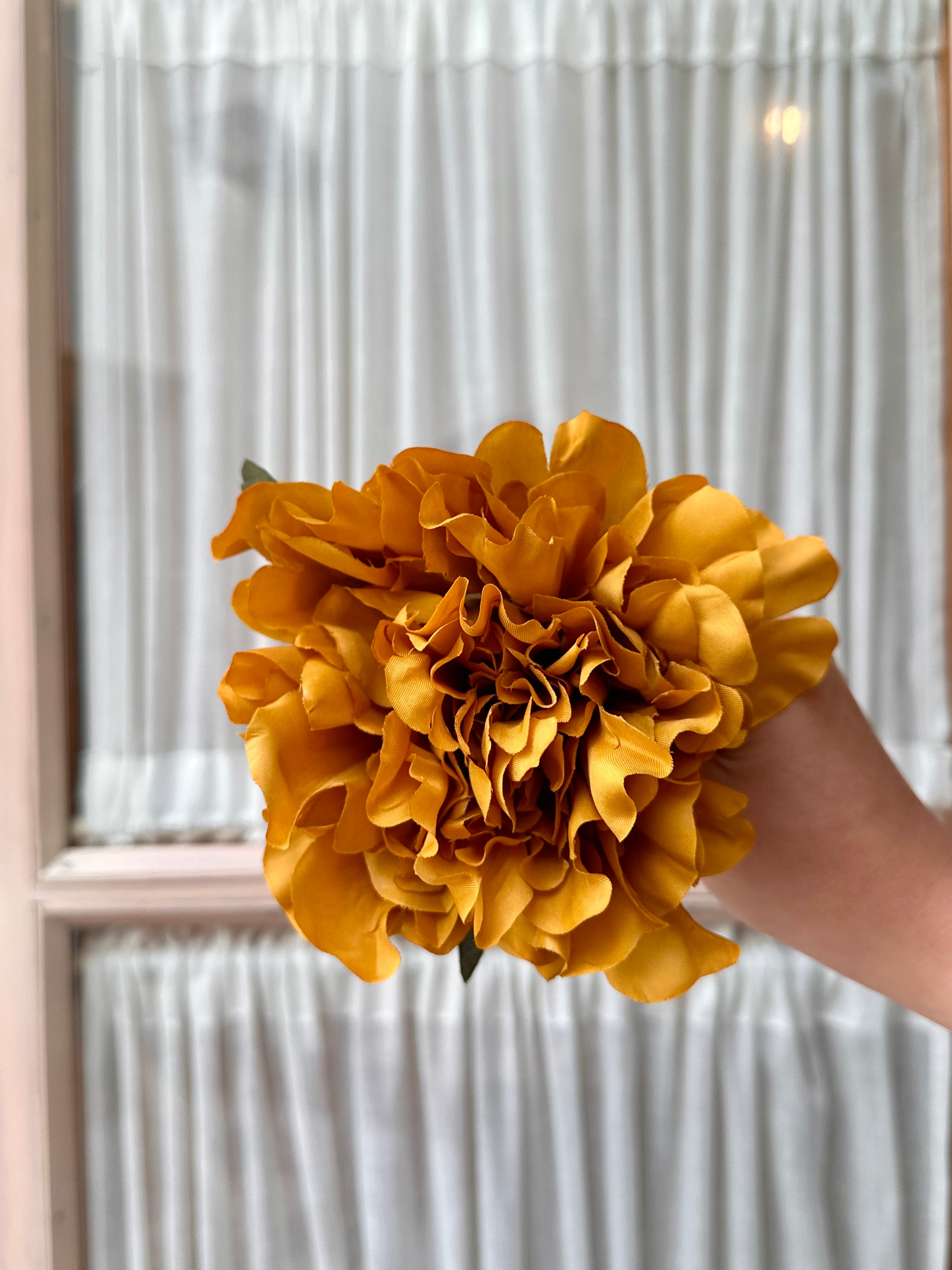 Peonia mediana albero