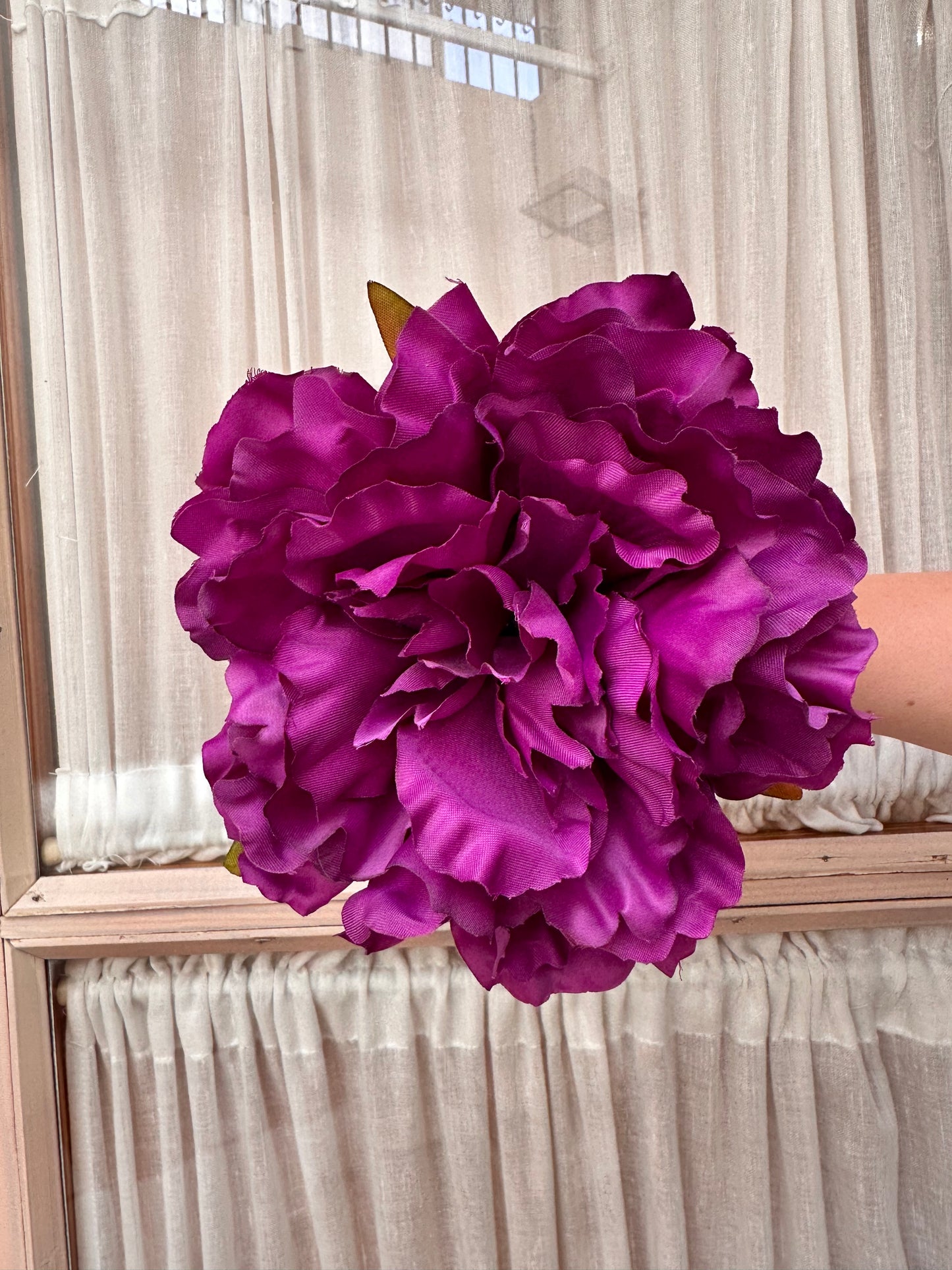 Peonia grande morada