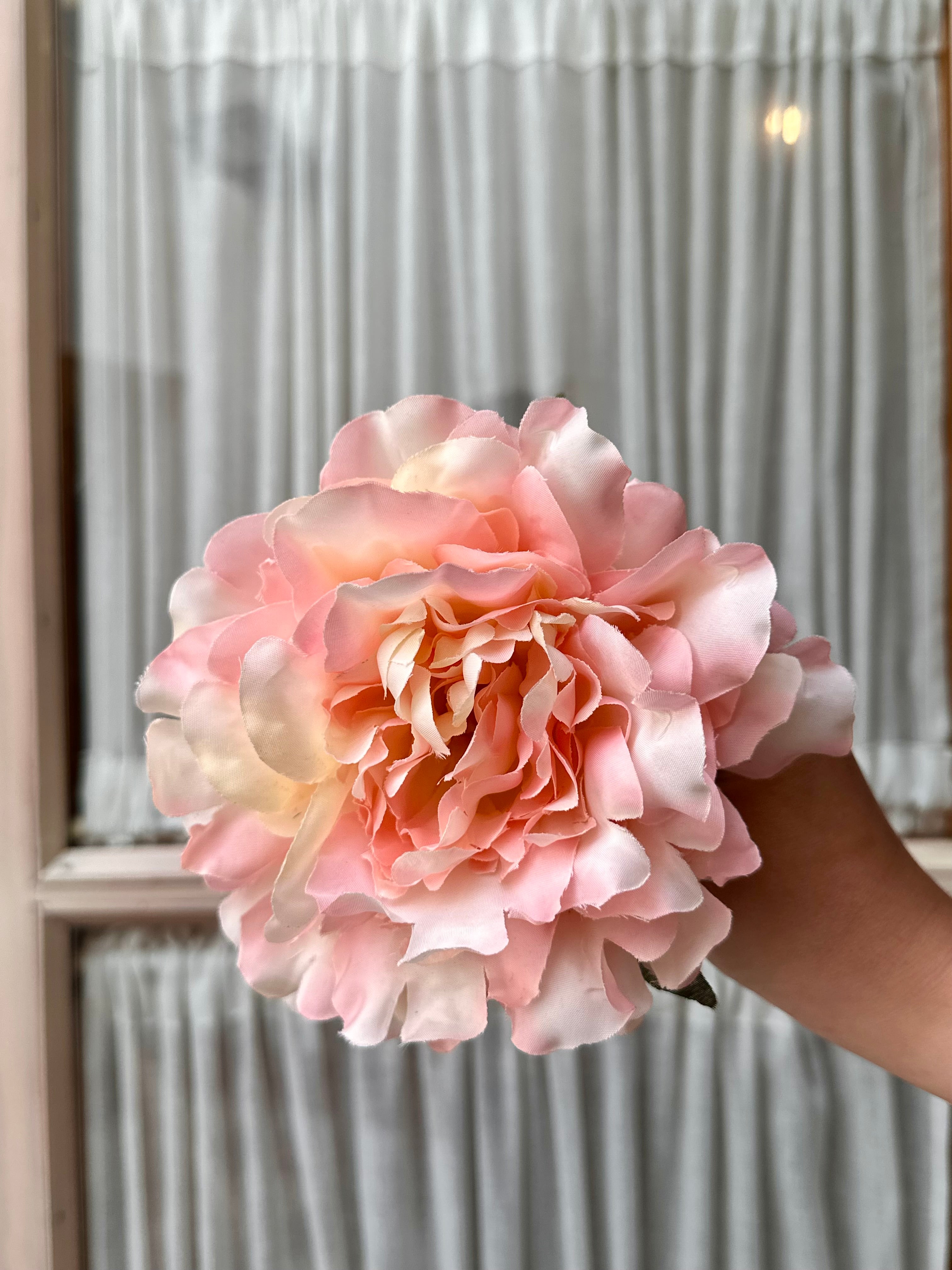 Peonia mediana tonos rosados