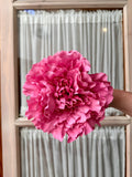 Peonia grande rosa