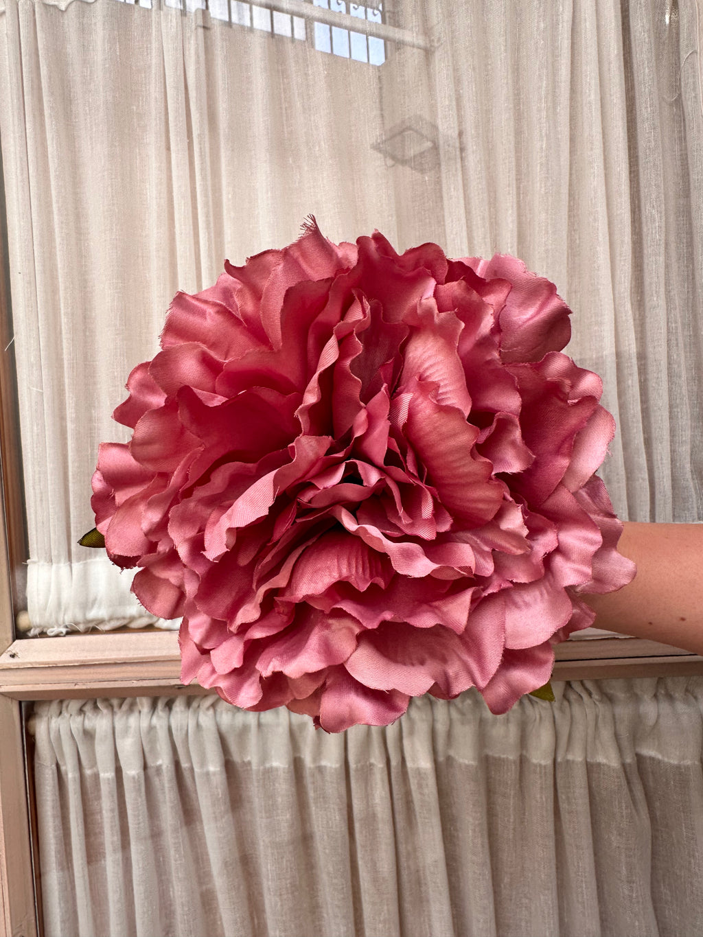 Peonia grande rosa empolvado