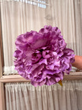 Peonia grande malva